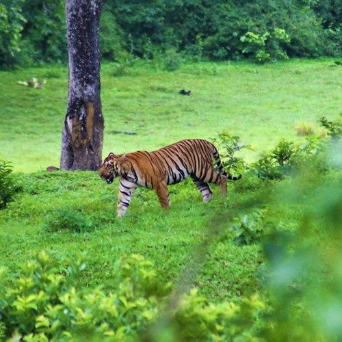 Tourist Attraction in Thekkady -Periyar Tiger Resrve