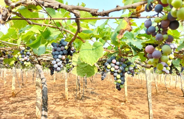 Tourist Activity in Thekkady - Vegetable Farm and Wine Yards Visit